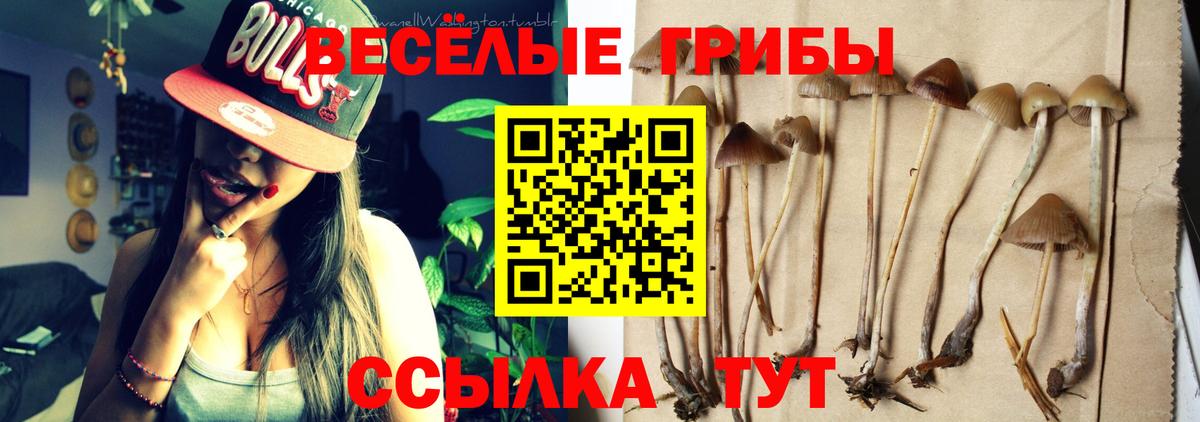 Нижнеудинск  Галлюциногенные грибы Psilocybine cubensis  Вход с VPN 